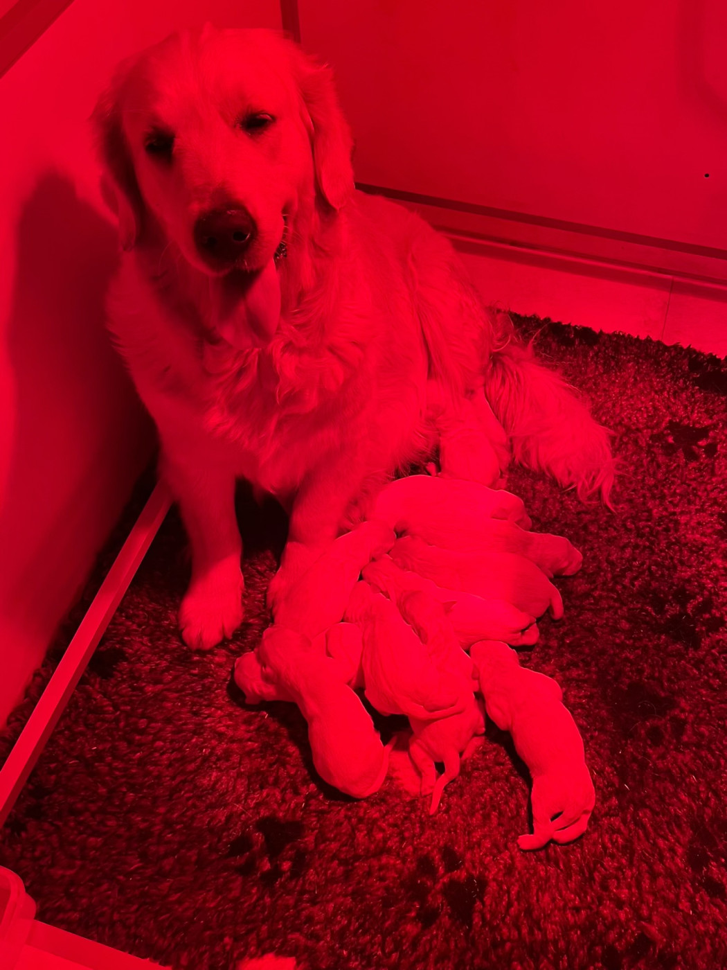 Les chiots de Margot sont nés. 11 Jolies petite fèves le jour de l'épiphanie