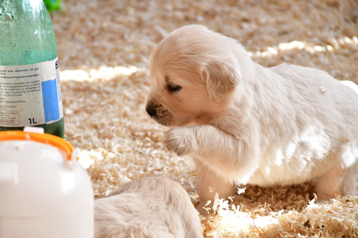 Bella noche disponible suite à un désistement