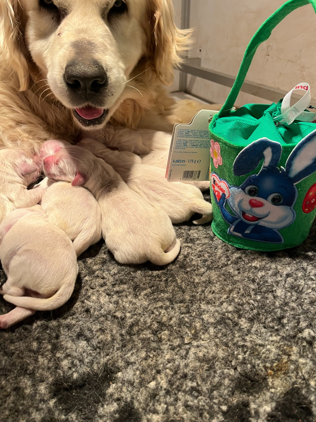 Les bébés sont nés cette nuit