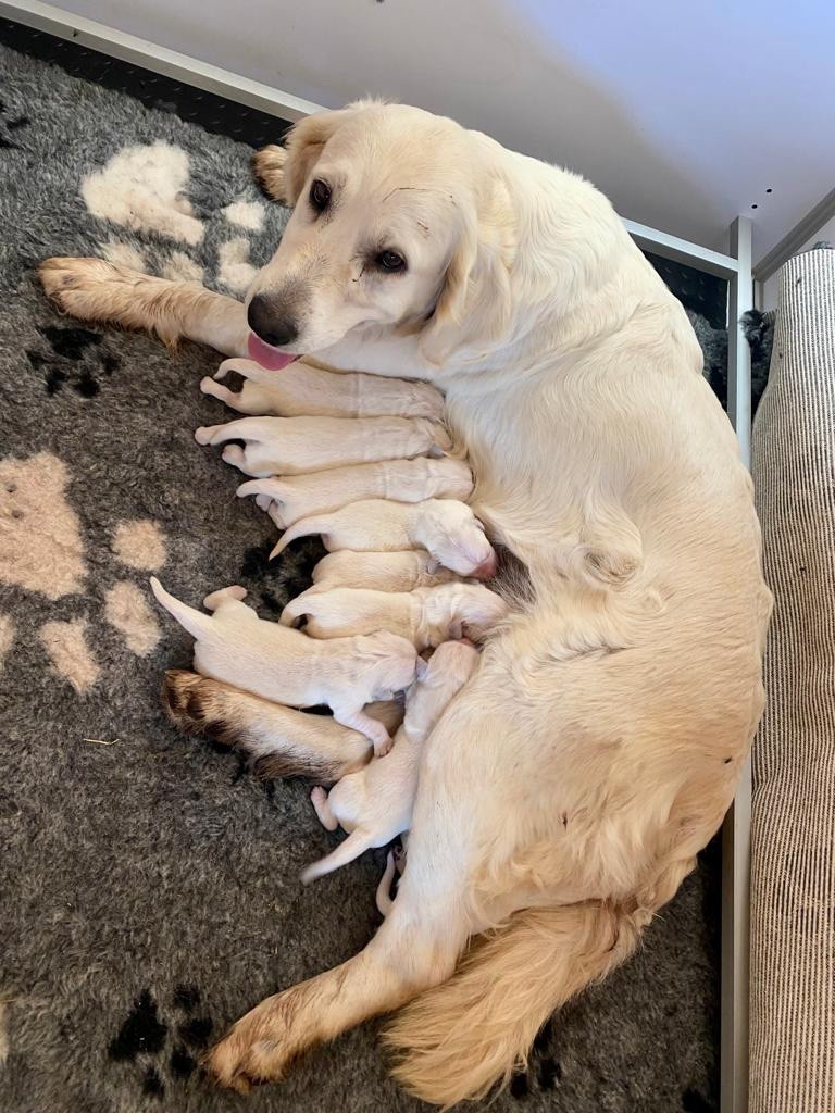 Photos portée Riverdance