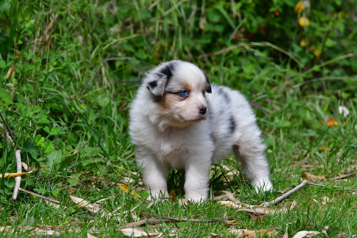 Du Saphir Blanc - Chiots disponibles - Berger Australien