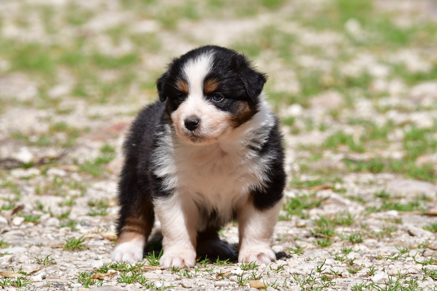 Du Saphir Blanc - Chiots disponibles - Berger Australien