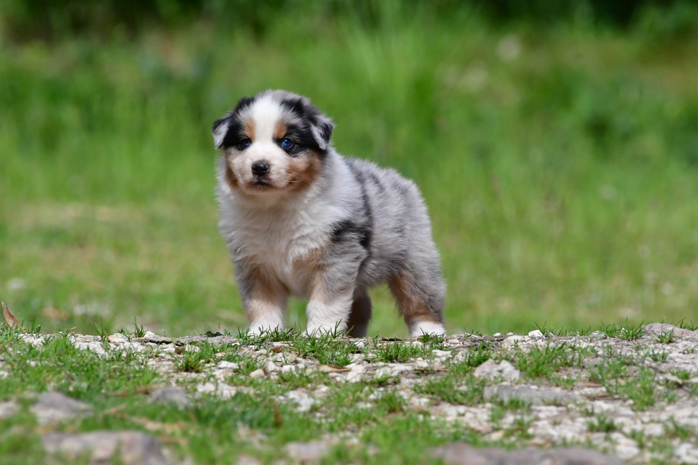 Du Saphir Blanc - Chiots disponibles - Berger Australien