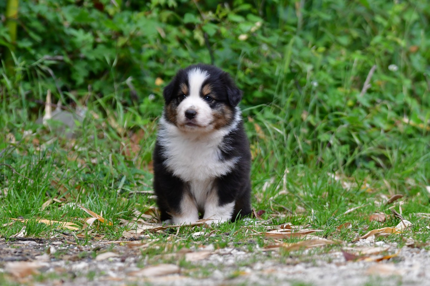 Du Saphir Blanc - Chiots disponibles - Berger Australien