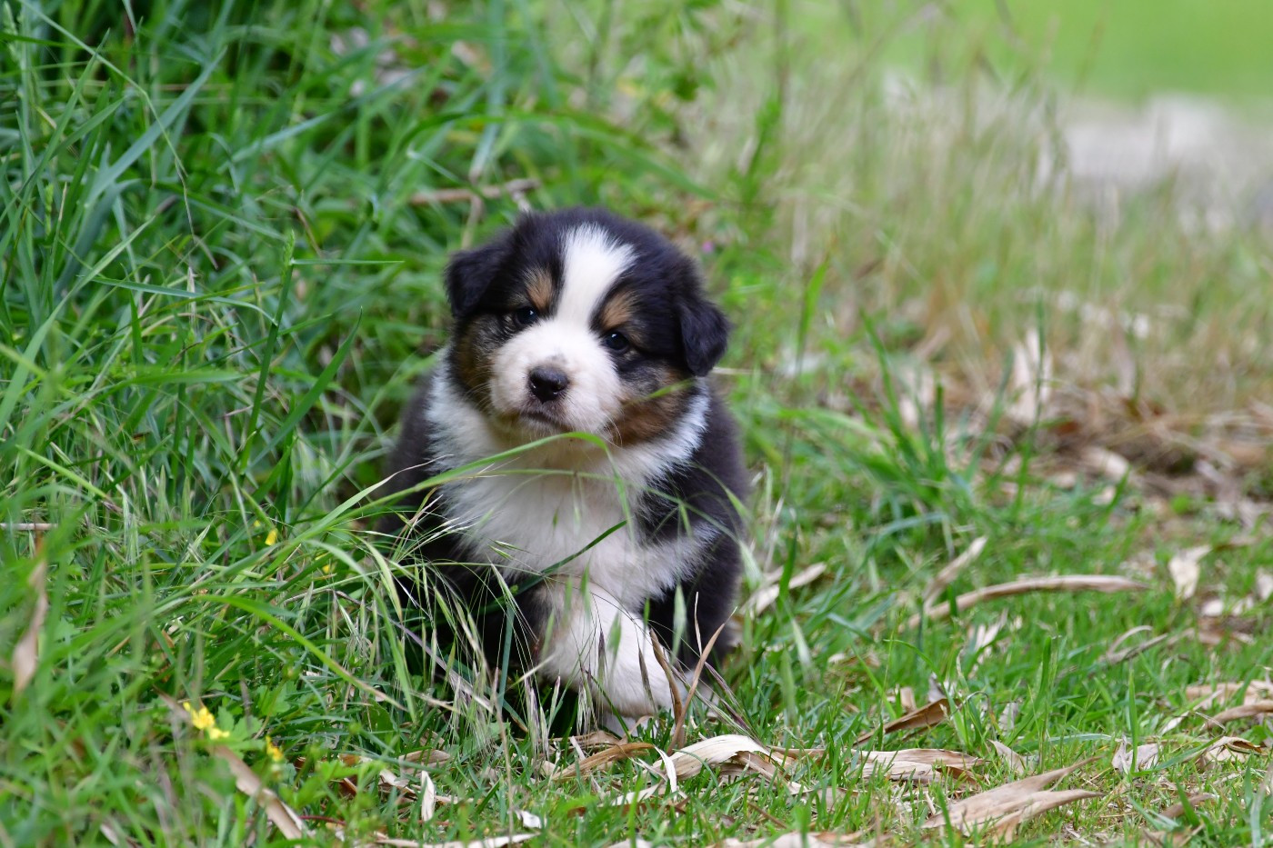 Du Saphir Blanc - Chiots disponibles - Berger Australien