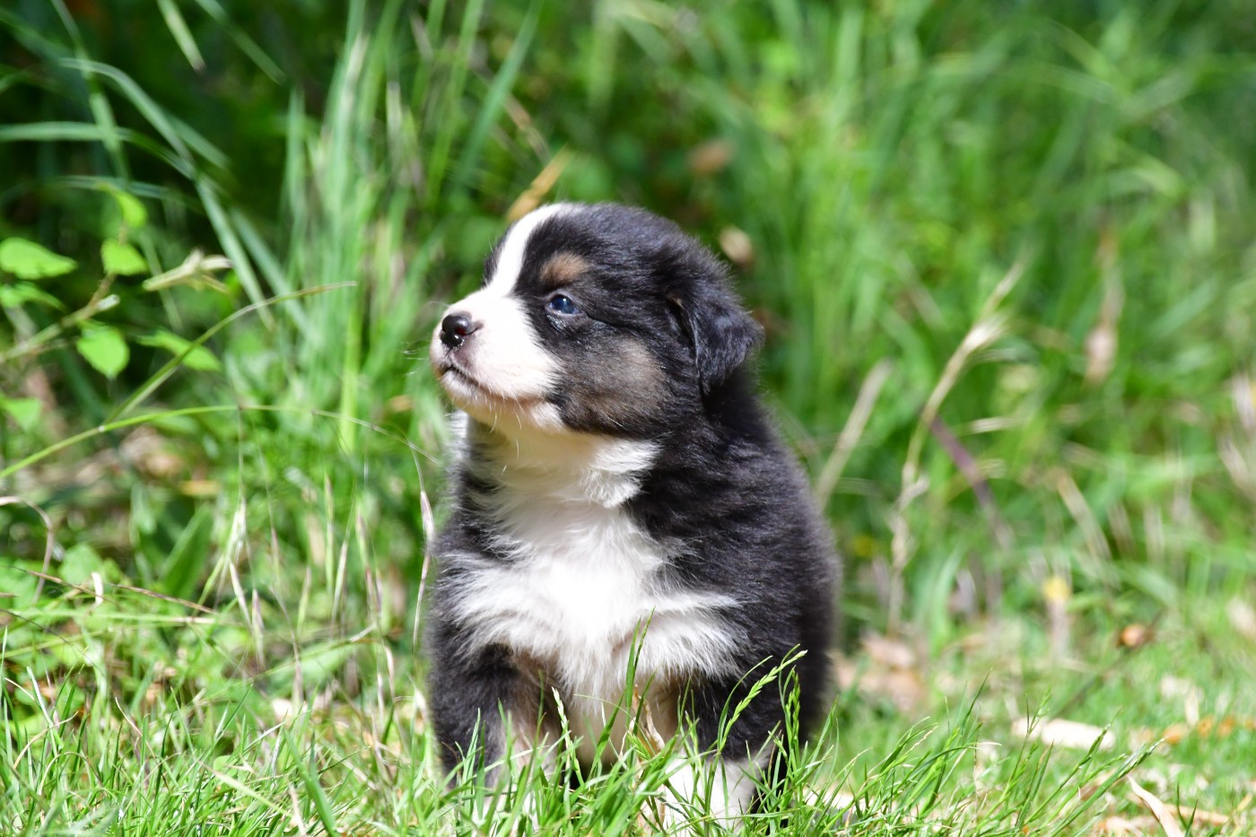 Du Saphir Blanc - Chiots disponibles - Berger Australien