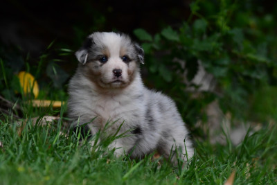 Mâle bleu merle yeux bleus